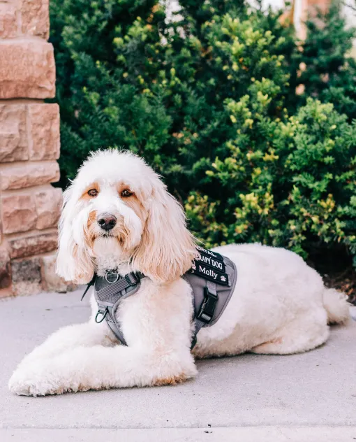 pediatric dentist at door of Stansbury Park with therapy dog